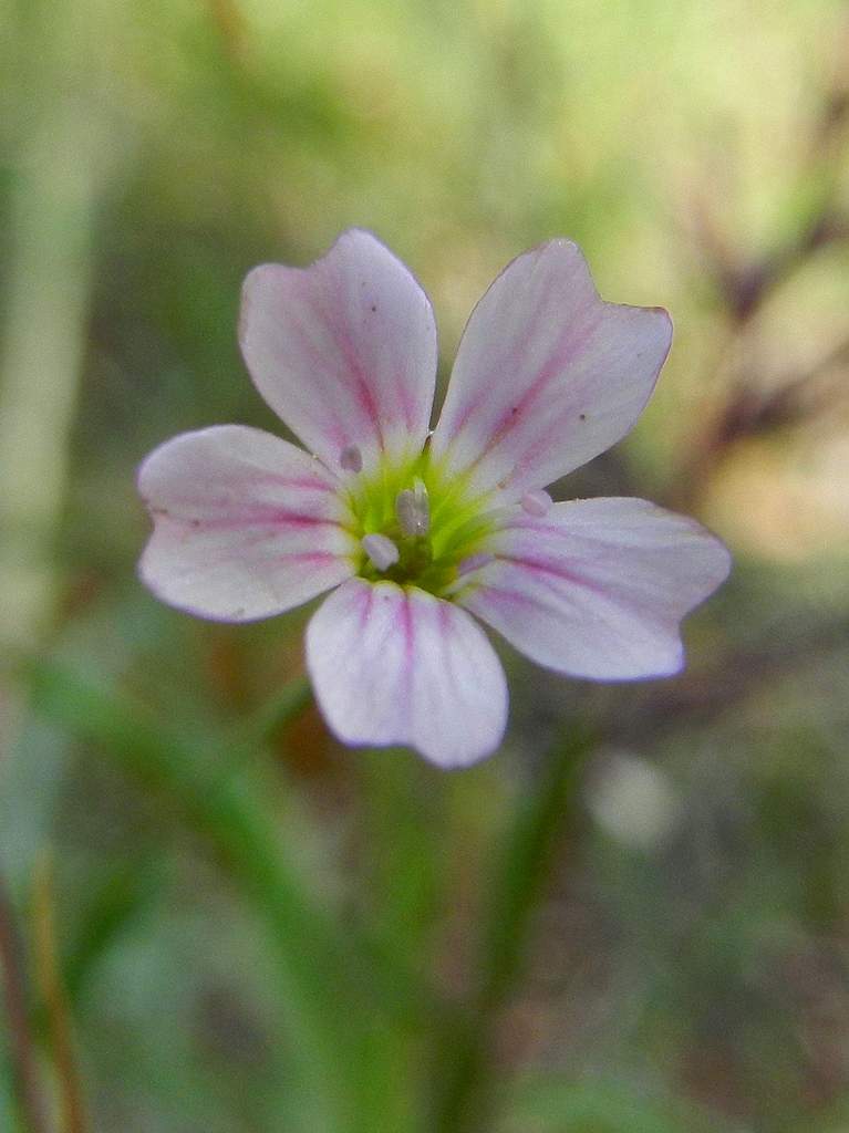 Spergularia sp. ? No, Petrorhagia saxifraga